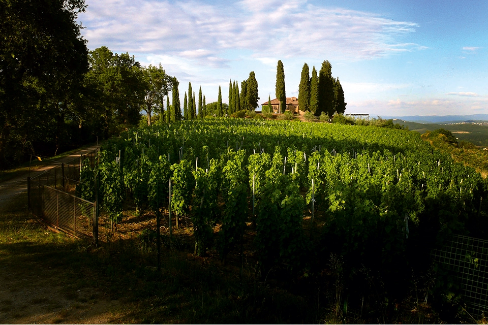 Vignoble du domaine Il Carnasciale