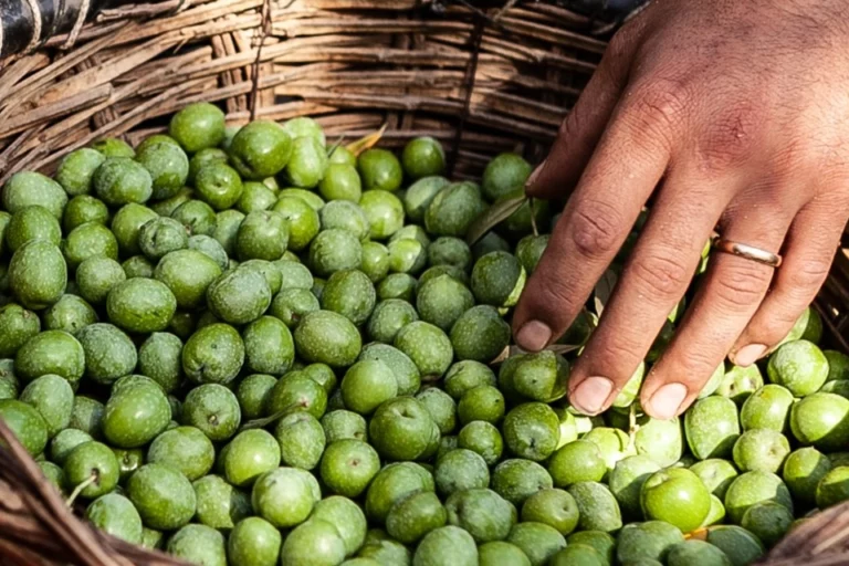 Sélection minutieuse des olives vertes
