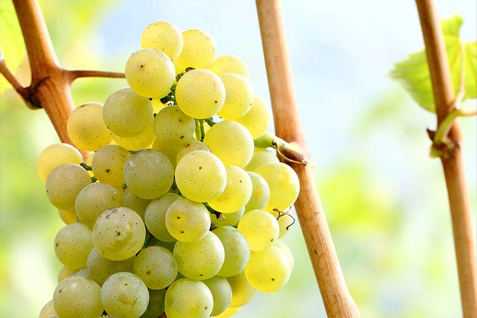 Grappe de raisin blanc prête pour la récolte