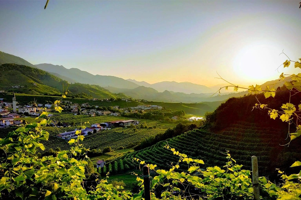 Vignobles Marsuret au coucher du soleil