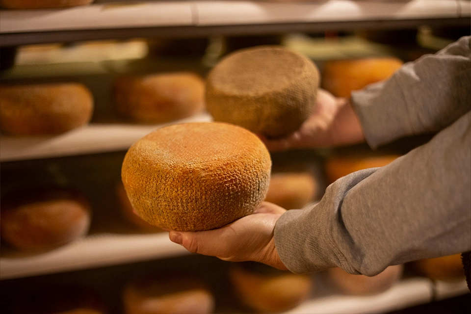 Rangées de meules de fromage en cave