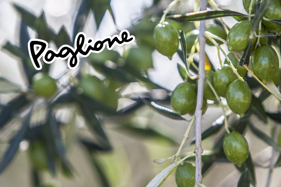 Les produits Paglione, un gage de qualité