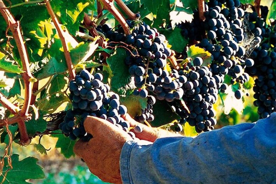 Récolte de raisins dans les vignes