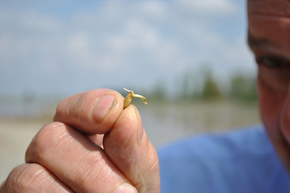 Grain de riz germé dans la main d’un agriculteur
