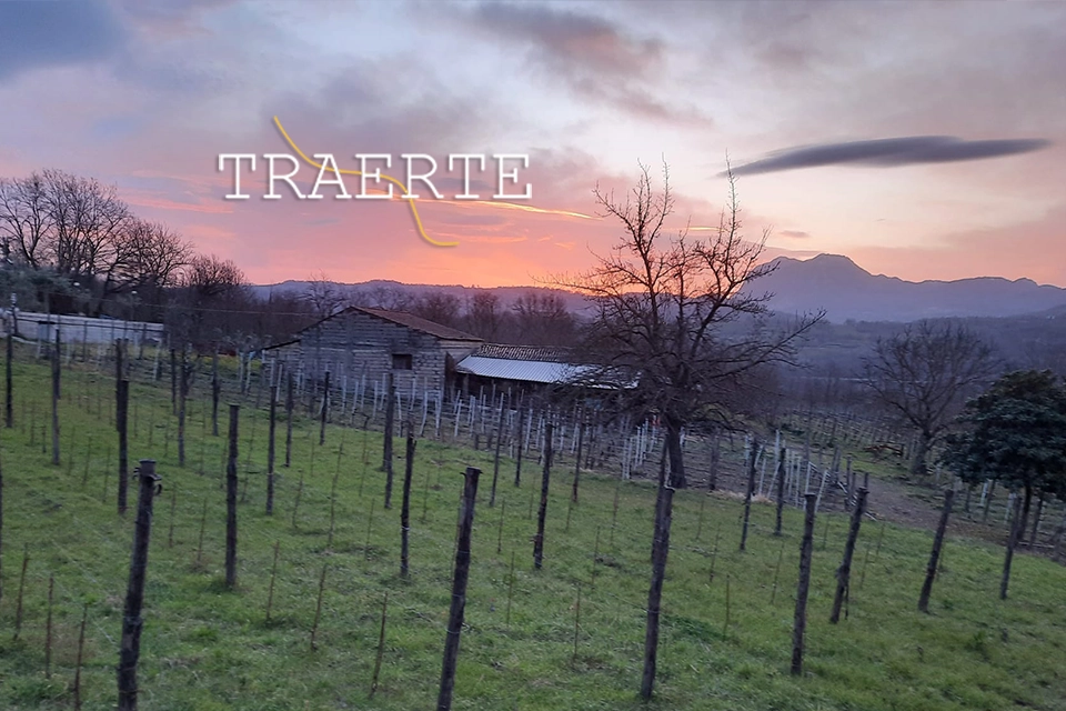 Logo de Traerte sur un vignoble au coucher du soleil