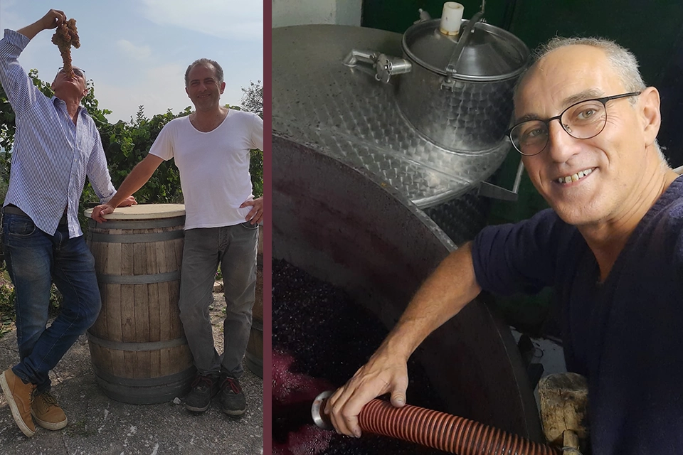 Vignerons passionnés en pleine récolte de raisins