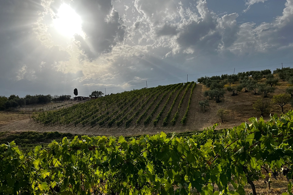 Paysage de vignes sous le soleil
