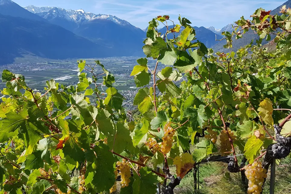 Vignole en altitude du domaine de Beudon - Photo de Olivier Maire